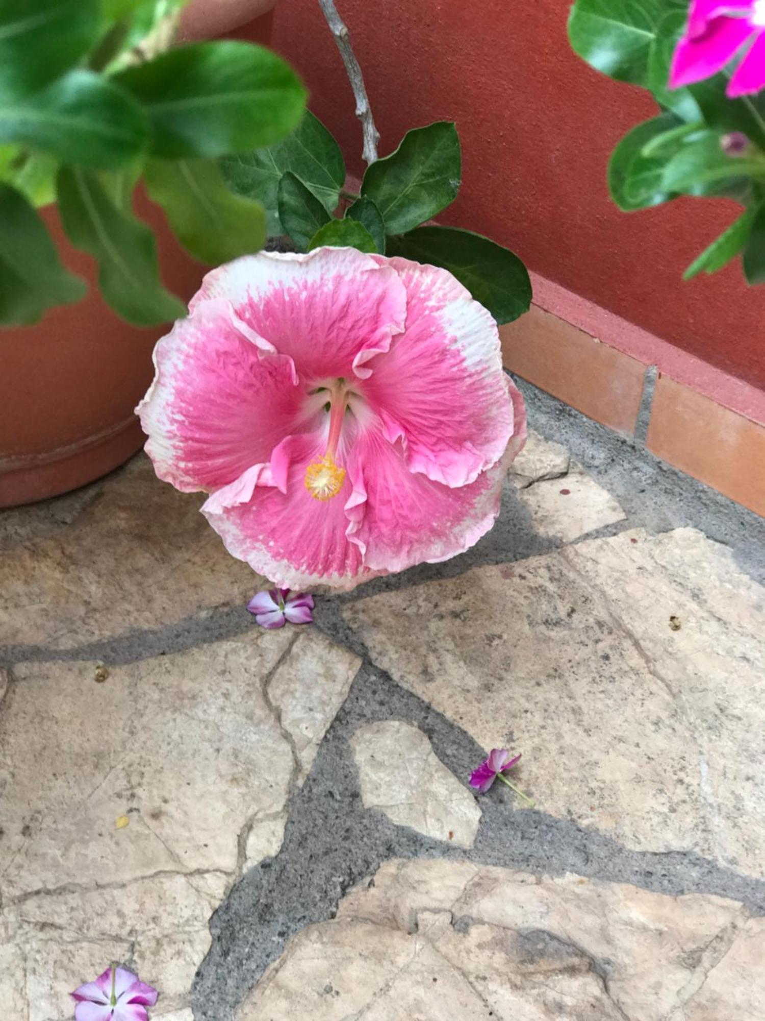 Hotel Buena Vista Copán Zewnętrze zdjęcie